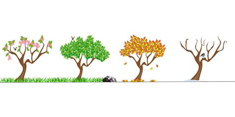 Download Seasons Four Seasons Tree Royalty Free Vector Graphic Pixabay