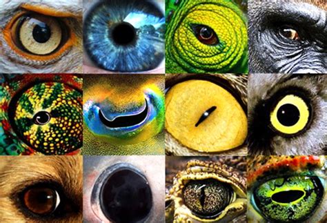 10 Examples Of How Animals See Images That Show Us The World Through