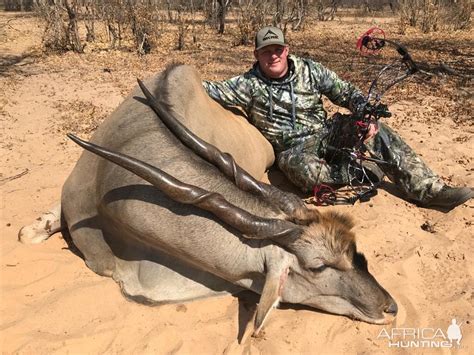 Bow Hunt Eland In South Africa