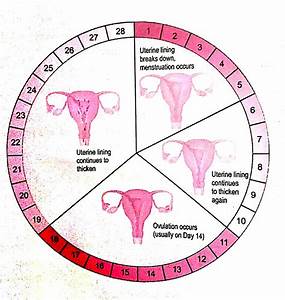 Stages Of Prenatal Development Meaning Of Menstruation Period Cycle