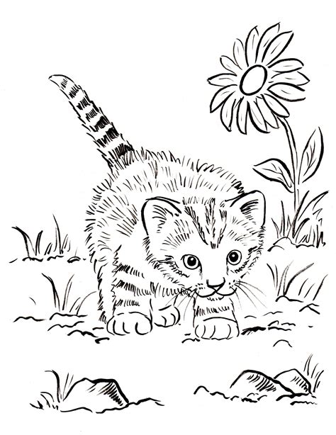 In this site, you can find several printable cat coloring pages that you can collect for your child's use at home and school. Real Cat Coloring Pages at GetColorings.com | Free printable colorings pages to print and color