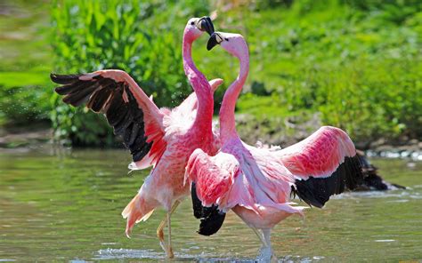 All unsplash images are free to download, meticulously curated . Animal Birds Flamingos Love Foreplay Hd Desktop Wallpaper ...