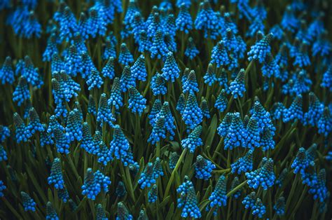 Wallpaper Muscari Flowers Blue Bloom Flowerbed Hd Widescreen