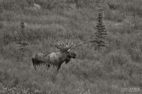 Crown Wilder Alaska Teklanika Photography Field Journal