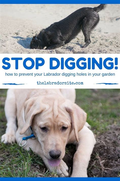 How To Stop A Dog From Digging Why Do Dogs Dig Holes Artofit