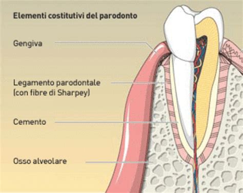 Estados Unidos Informal Pensionista Parodonto Anatomia Jane Austen Estribillo Paine Gillic