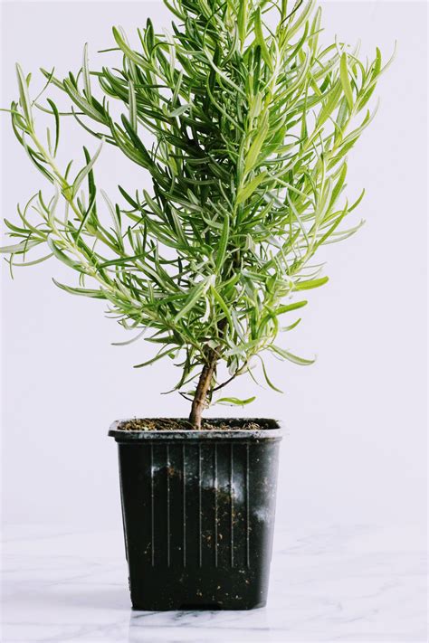 A Small Green Plant In A Black Pot