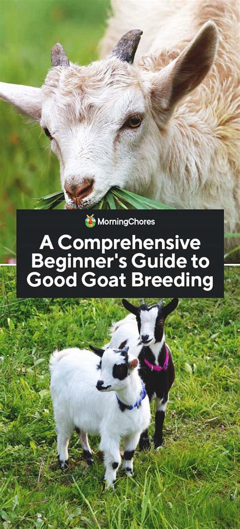 A Comprehensive Guide To Goat Breeding For Beginners