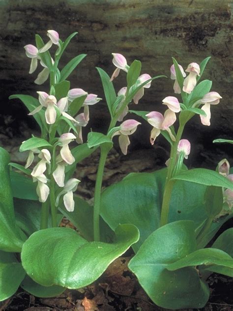 Galearis Spectabilis Showy Orchid Go Botany