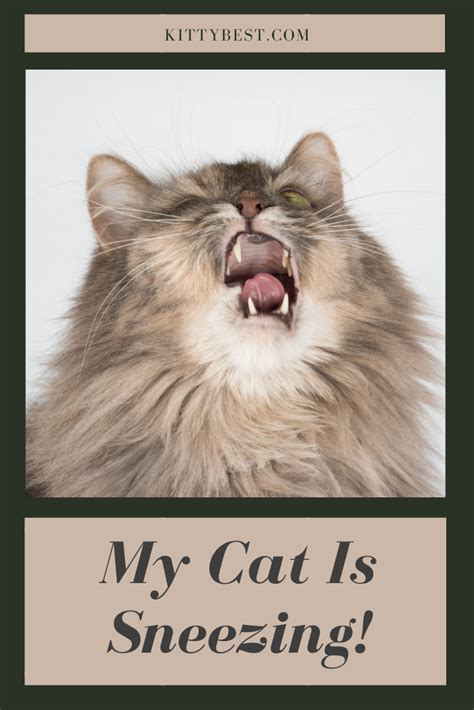 My Cat Has A Cold And Is Sneezing Cat Meme Stock Pictures And Photos