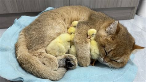 Kittens Are Qualified Chick Mothers The Kitten Takes Care Of The