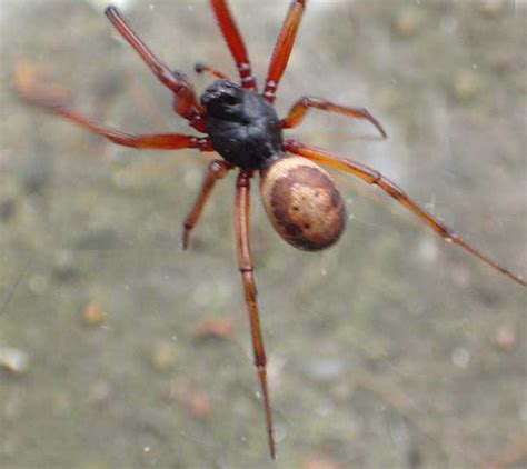 Steatoda Nobilis 29 December 2004 The House Spider On The Flickr