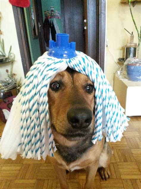 18 Adorable Dogs Wearing Hats