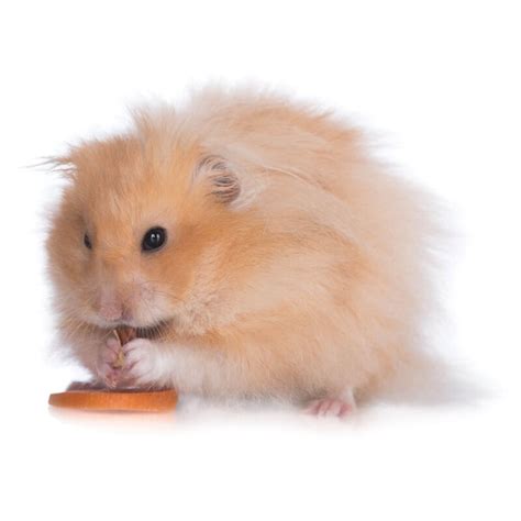 Teddy Bear Hamster 1ea Pet Supermarket