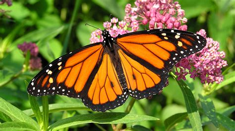 Monarch butterflies bred in captivity may lose ability to migrate ...
