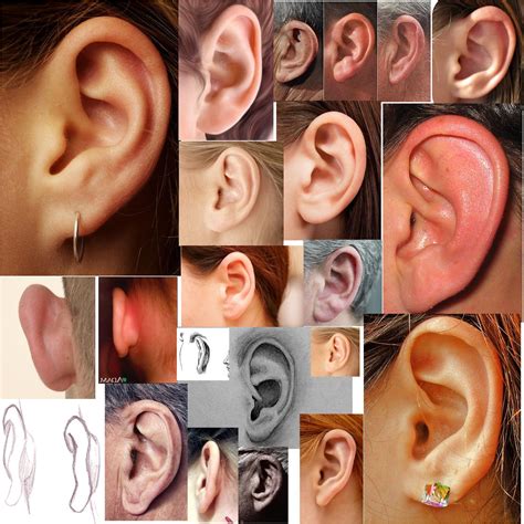 Human Ears Collage Anatomy Reference Face Drawing Reference Anatomy