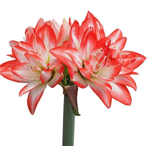 Amaryllis Flaming Peacock Double Amaryllis Bulb Red And White Easy
