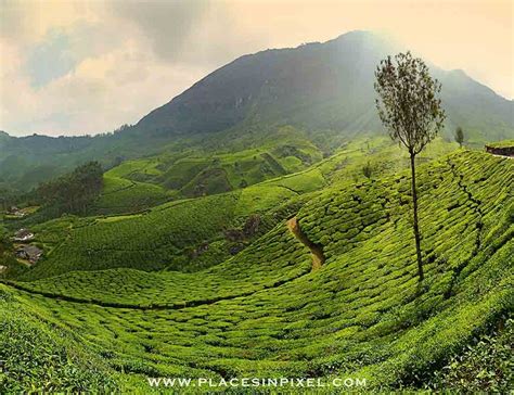 Top Places To Explore In Munnar Kerala The Winged Fork