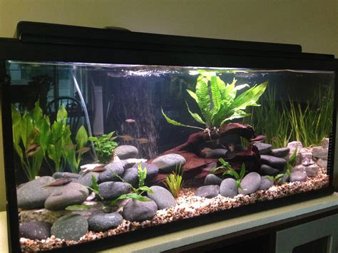 Finally Planted My 600 Gph 29 Gal River Tank What Do You Think