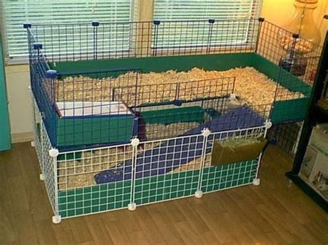 Guinea Pig Cages For Two