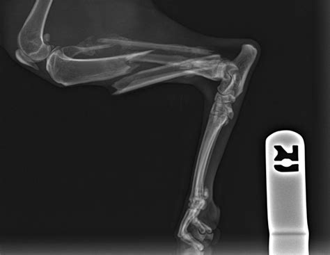 Radiography Wollondilly Animal Hospital
