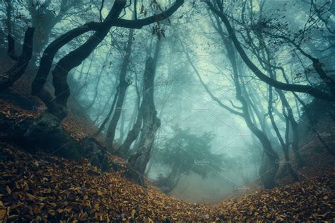 Mysterious Dark Old Forest In Fog Nature Photos Creative Market