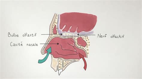 A cette fin, les spécialistes ont de plus en plus souvent recours à des «nez électroniques». Système olfactif et perception des odeurs - Le parfum
