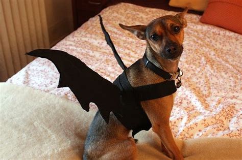 Tutorial Dog Bat Costume Bat Costume Dog Halloween Dog Halloween