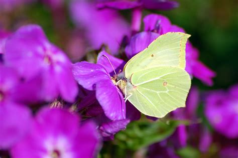 Female Common Brimstone Butterfly Flickr Photo Sharing