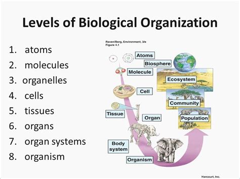 50 Levels Of Biological Organization Worksheet