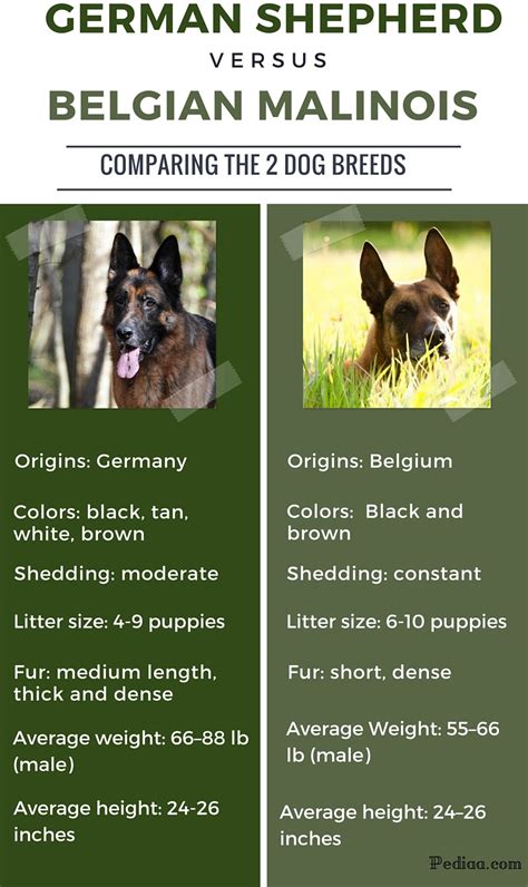 Difference Between German Shepherd And Belgian Malinois