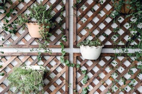 Each family member has his or her own jar that neatly holds the. natural-and-white-scalloped-resin-pots-with-lattice-wood ...