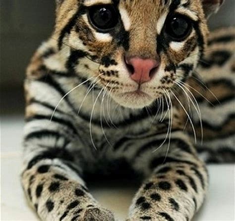 Favorite bengal cat names for 2019? 10 Cutest & Most Cuddly Exotic Pets