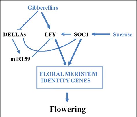 4 Gibberellins And Sucrose Pathways In Arabidopsis Thaliana The Download Scientific Diagram