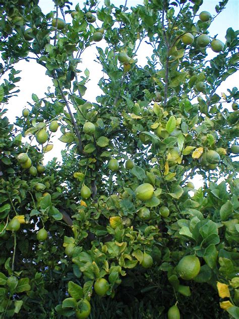 Fruit Trees - Home Gardening Apple, Cherry, Pear, Plum: Fruit Trees In ...