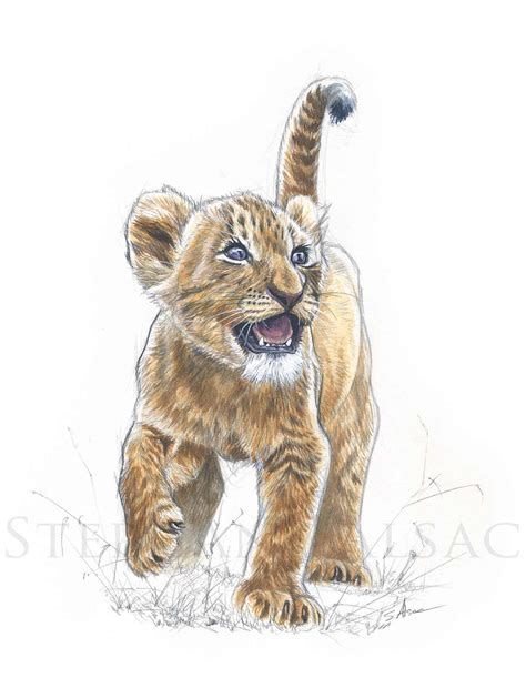 Lion Kid Illustration Drawing By Stephan Alsac French Wildlife Artist