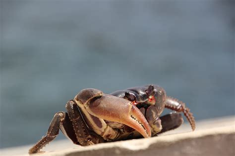 Free Images Sea Food Seafood Fauna Crab Invertebrate Close Up