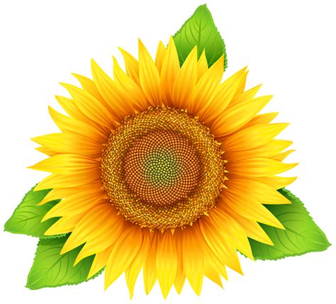 Printable Sunflower Clipart Customize And Print