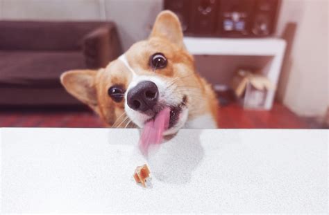 6 Ways To Help An Extra Hungry Dog Petmd