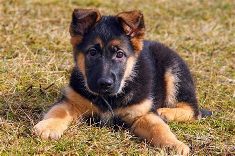 37 Tiny Working Breed German Shepherd Puppies Picture 4k Au