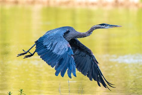 Blue Heron Bird Flying Hd Wallpaper 5k Wallpapers Share