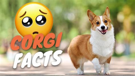 7 Things You Didnt Know About Corgis 😍 Youtube