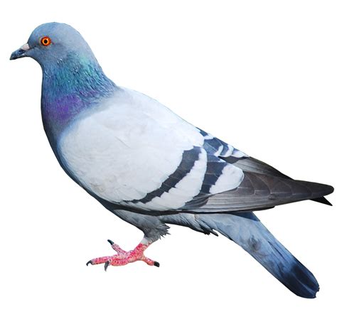 Pigeon Png Image Transparent Image Download Size 1238x1138px