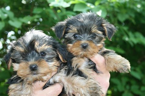 Yorkshire Terrier Puppies For Sale | Jupiter, FL #164174