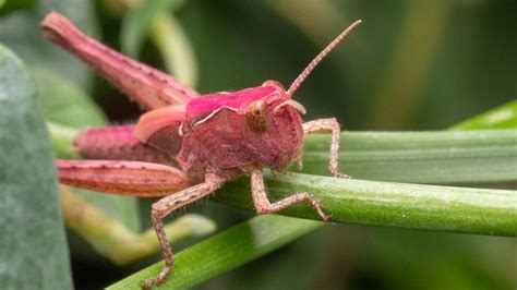 pink grasshopper from barbie land spotted in derbyshire bbc news