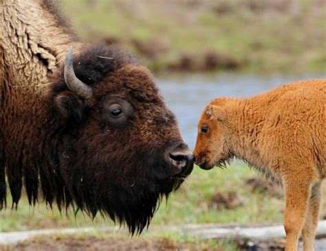 White Wolf Bison Medicine What Sacred Bison Strong Giver Of Life