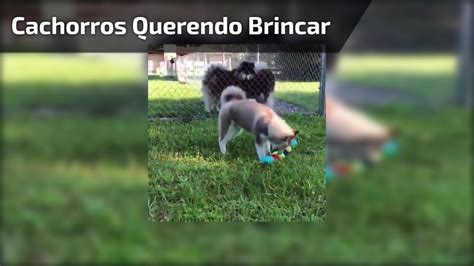 Cachorros Dentro Da Cerca Querendo Brincar Com O Filhote Que Está Fora Vídeos De Entretenimento