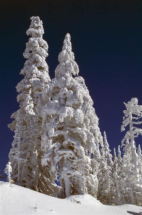 Snow Covered Pine Trees On Mount Hood Photograph By Natural Selection