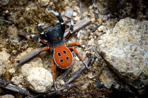 Eresidae Eresus sp macho Miguel Pedreño Martinez Flickr