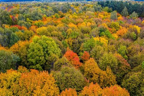 Aerial Photography With Quadrocopter Autumn Colorful Forest Colorful